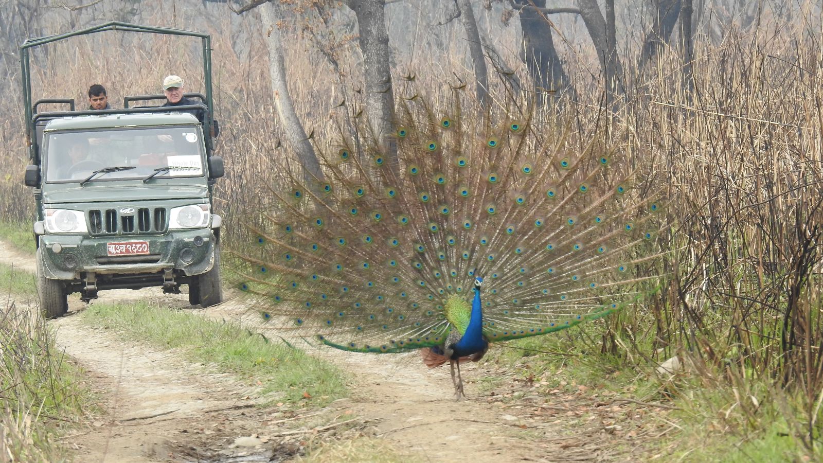 Deep Forest Full-Day Private Jeep Safari