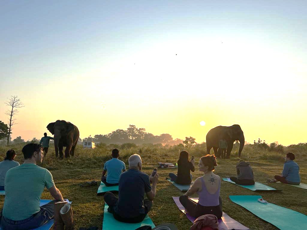 Stillness with Elephants guided meditation